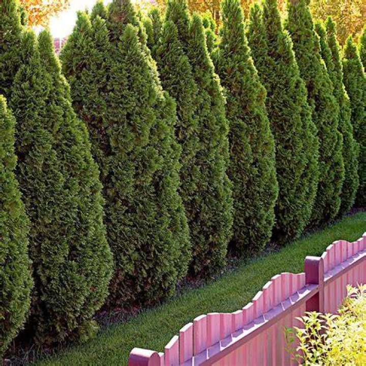 Is arborvitae wood good for anything?