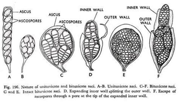 Is Ascospores mold dangerous?