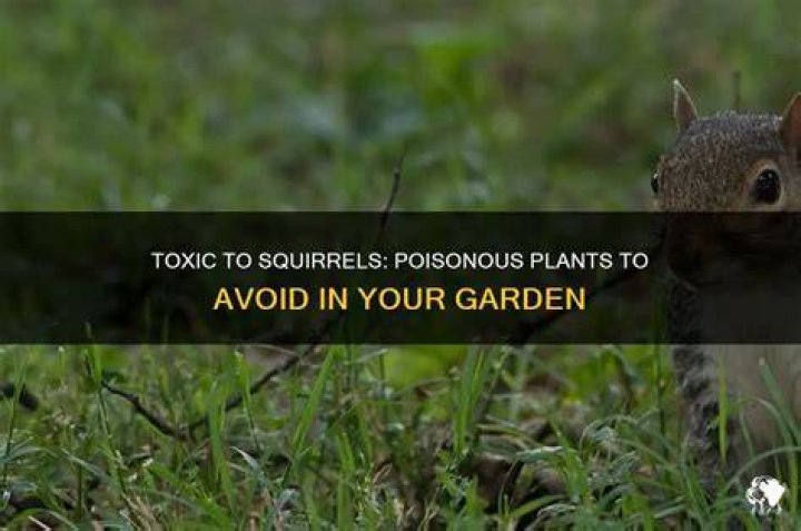 Is corn poisonous to squirrels?