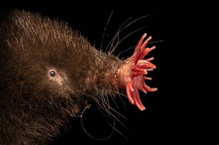 Is Gilchrist the mole?
