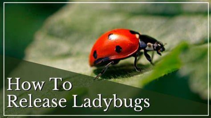 Is it illegal to release ladybugs?