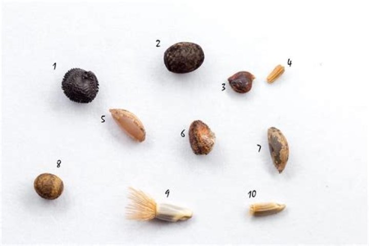 Is there a bug that looks like flax seed?