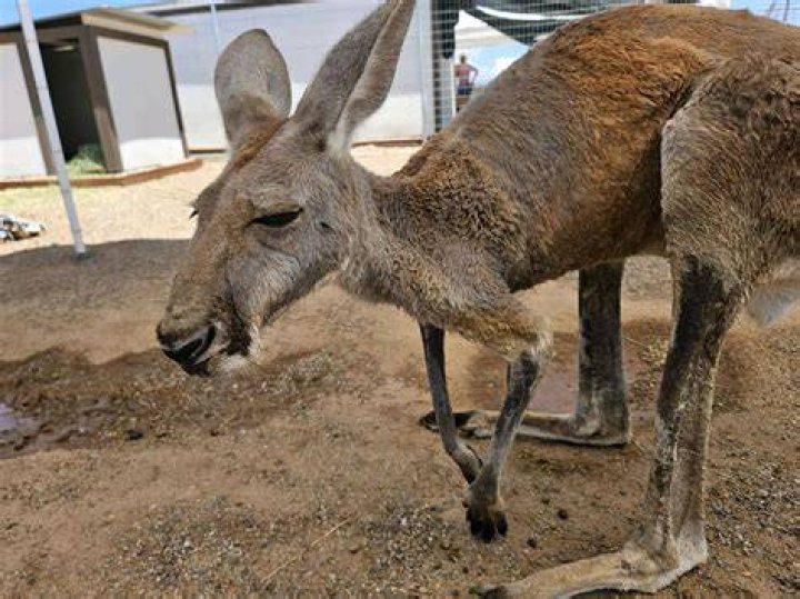 Kangaroo found, returned to Marana petting zoo