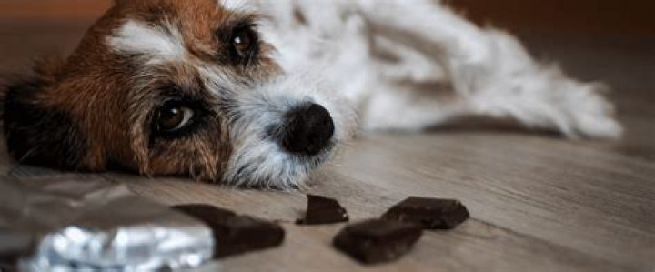 Mijn Hond Heeft Chocolade Gegeten Wat Moet Ik Doen? (Solution)