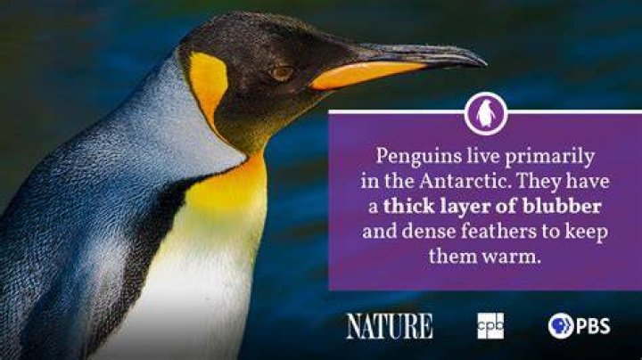 Penguin Fact Sheet | Blog | Nature