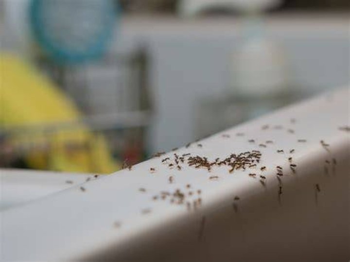 Quick Answer: What Are The Tiny Ants In My Kitchen??