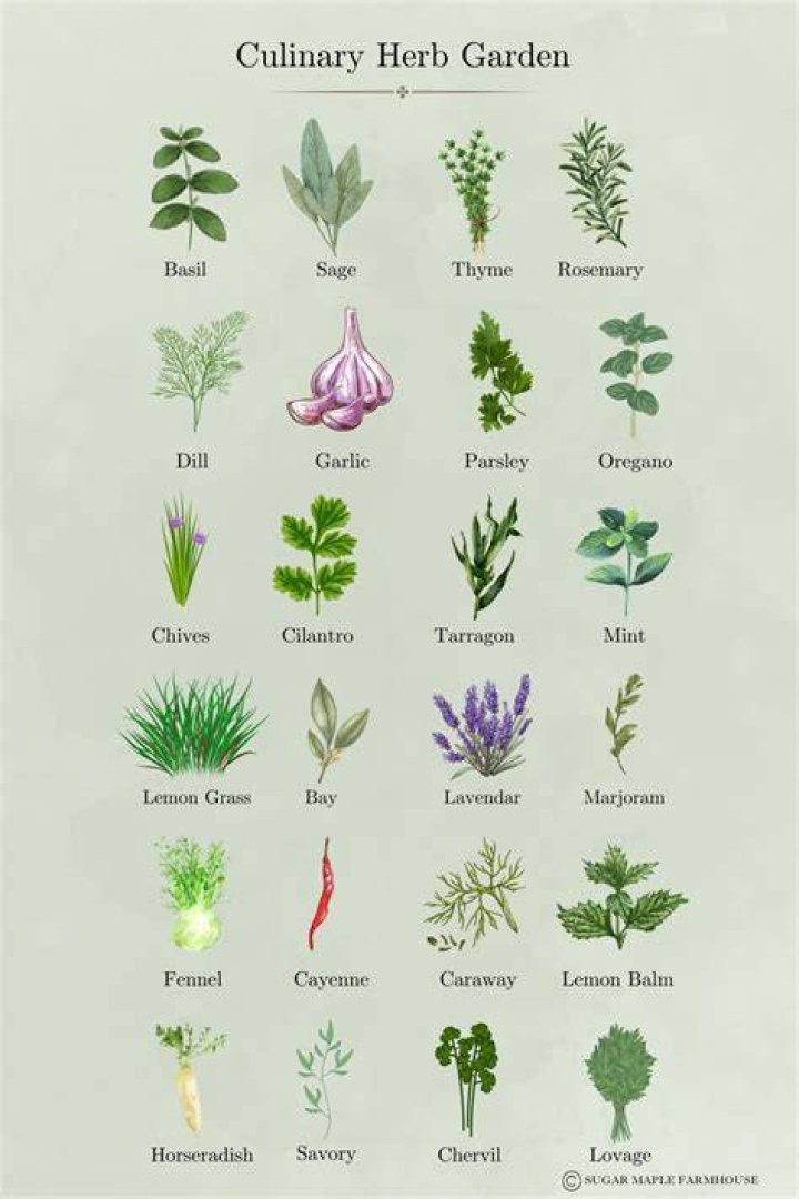 Quick Answer: What Herbs Can You Grow In Your Kitchen??