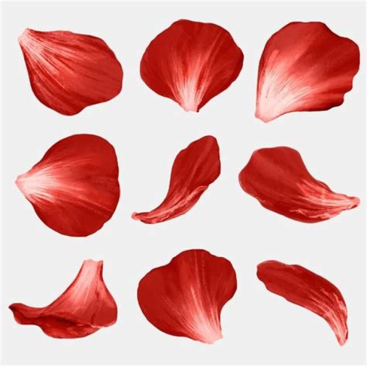 Red, Flower, Petal, Floral design, Pink, Plant, Flower Arranging, Cut flowers, Bouquet, Floristry, Red, Flower, Petal, Floral design, Pink, Plant, Flower Arranging, Cut flowers, Bouquet, Floristry,