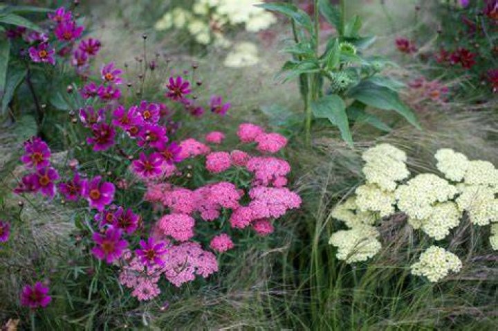 Returning Plants and Flowers