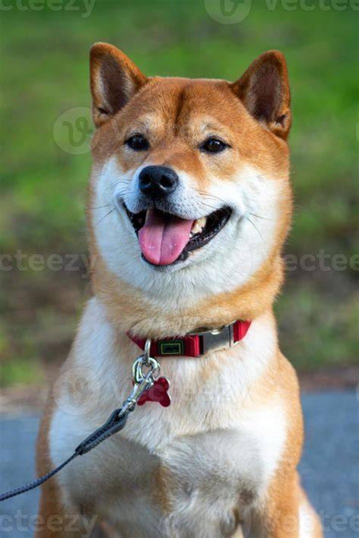 Shiba Inu on a green background