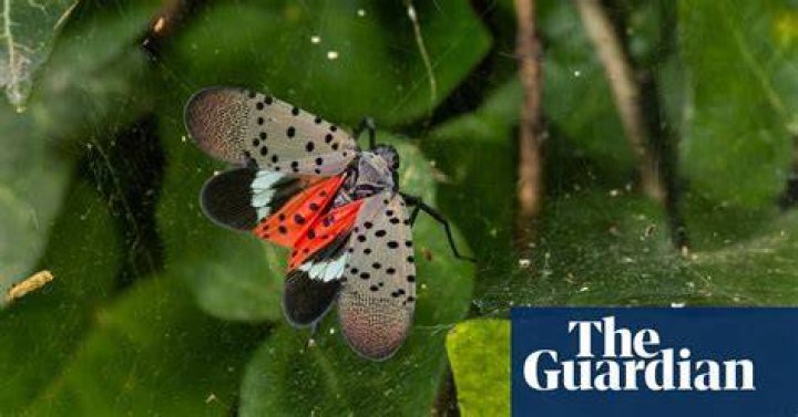 The US’s war on spotted lanternflies might be having an effect