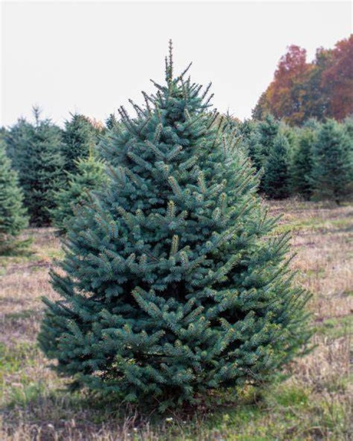 Tree, Colorado spruce, Christmas tree, Woody plant, Plant, balsam fir, Christmas, Christmas decoration, Winter, Evergreen, Tree, Colorado spruce, Christmas tree, Woody plant, Plant, balsam fir, Christmas, Christmas decoration, Winter, Evergreen,