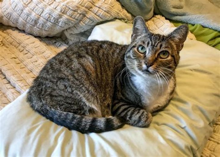 Understanding Strawberry Tabby Cats: An In-Depth Guide