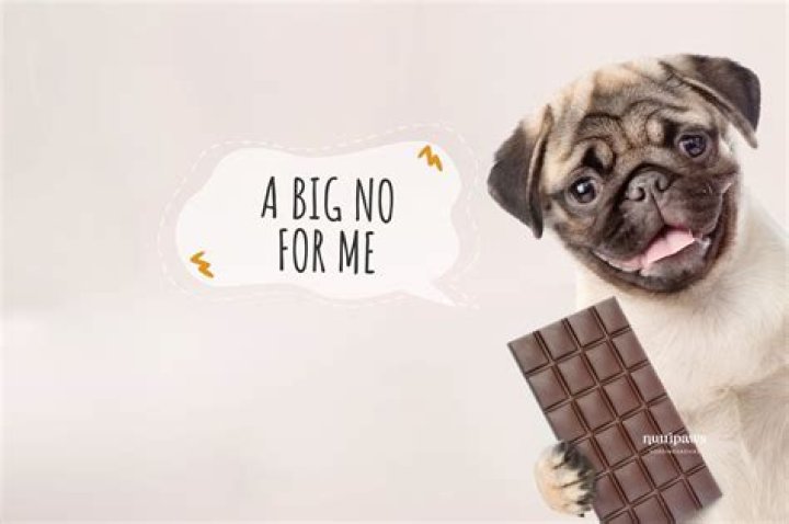 Waarom Chocolade Slecht Voor Honden? (Correct answer)