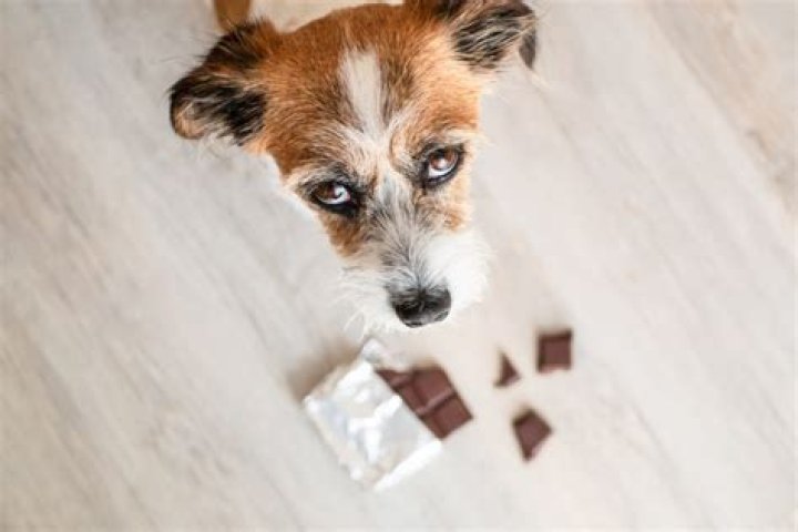 Wat Als Een Hond Chocolade Heeft Gegeten? (Correct answer)