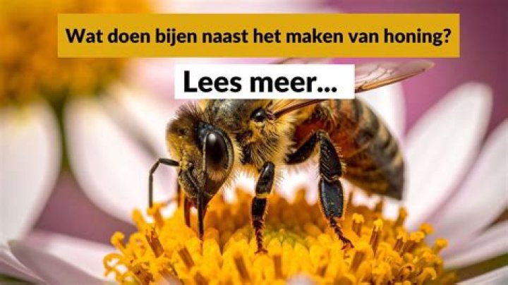 Wat Doen Bijen Met Honing? (Question)