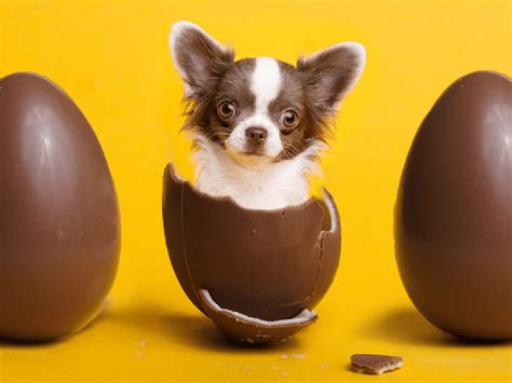 Wat Gebeurd Er Als Een Hond Chocolade Eet? (Best solution)