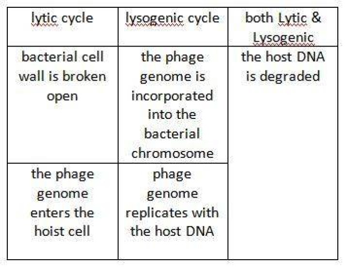 What are the differences between lytic and lysogenic phages?