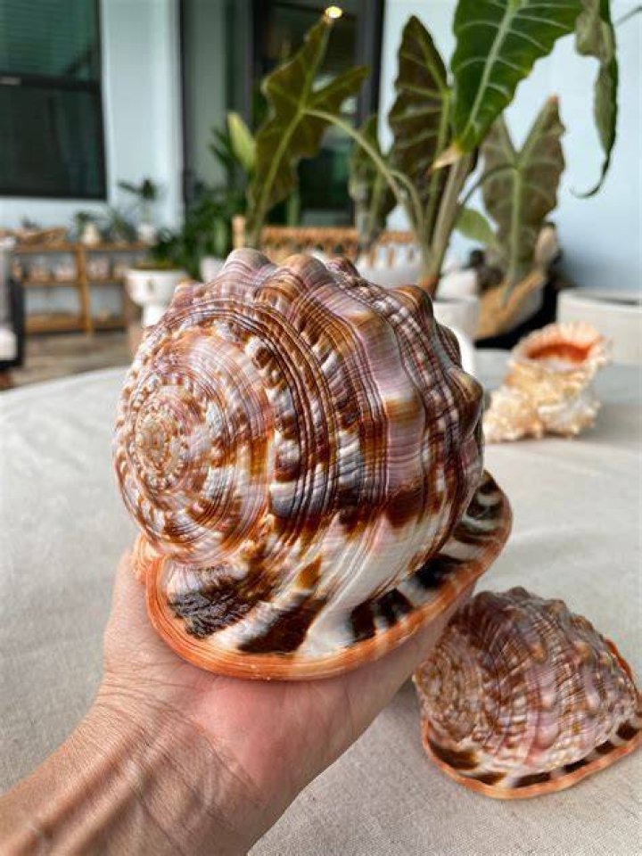 What are the rarest shells at the beach?
