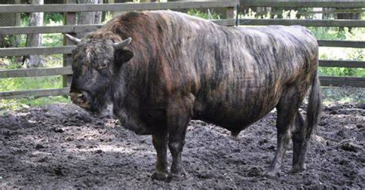 What can I do with beefalo horn?