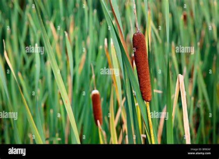 What do bulrushes taste like?