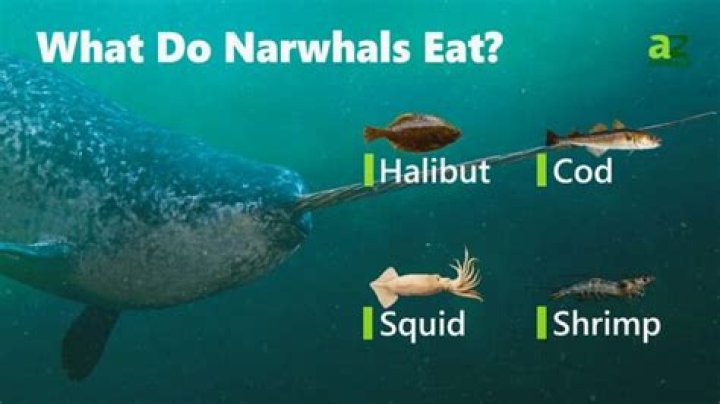 What do narwhals get eaten by?