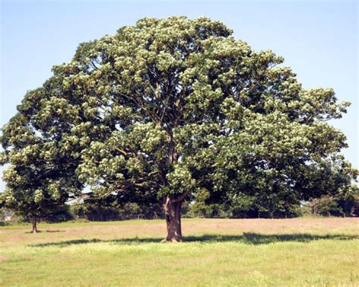 What do you cut big sycamore trees with?