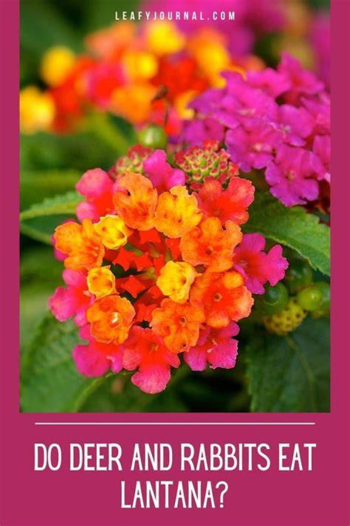 What do you do if your dog eats lantana?