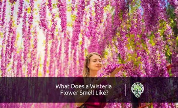What does a wisteria smell like?