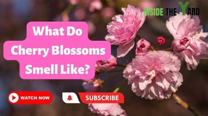 What does cherry blossoms smell like?
