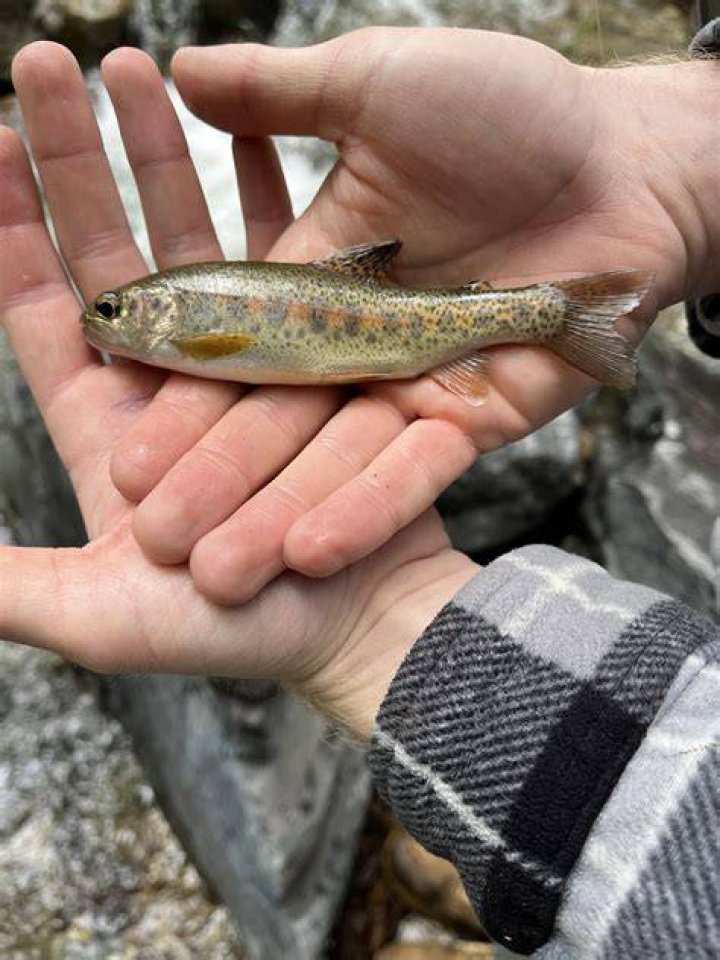 What does it mean to call someone a trout?