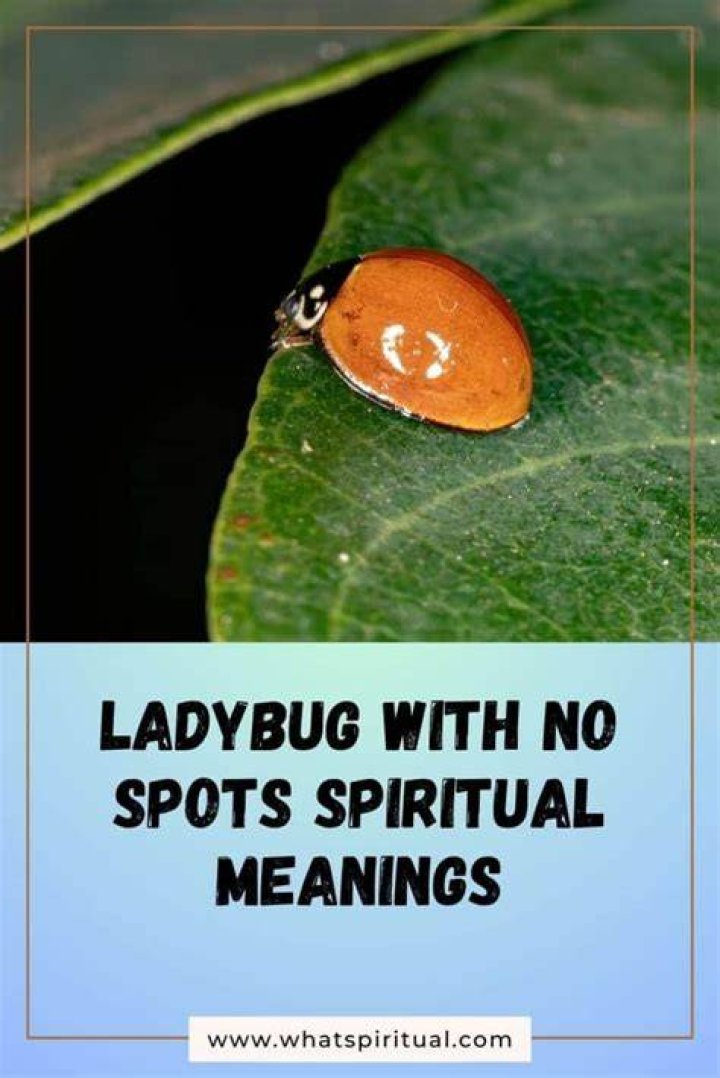 What does it mean when a ladybug has no spots?