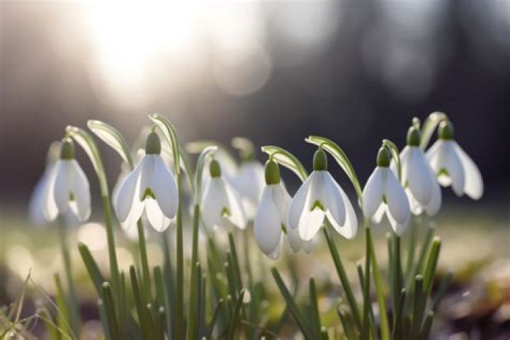 What flowers represent Canada?