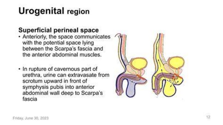 What Is A Peri Urethra?