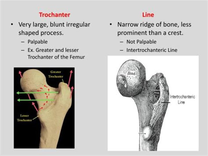 What is a prominent projection on a bone?