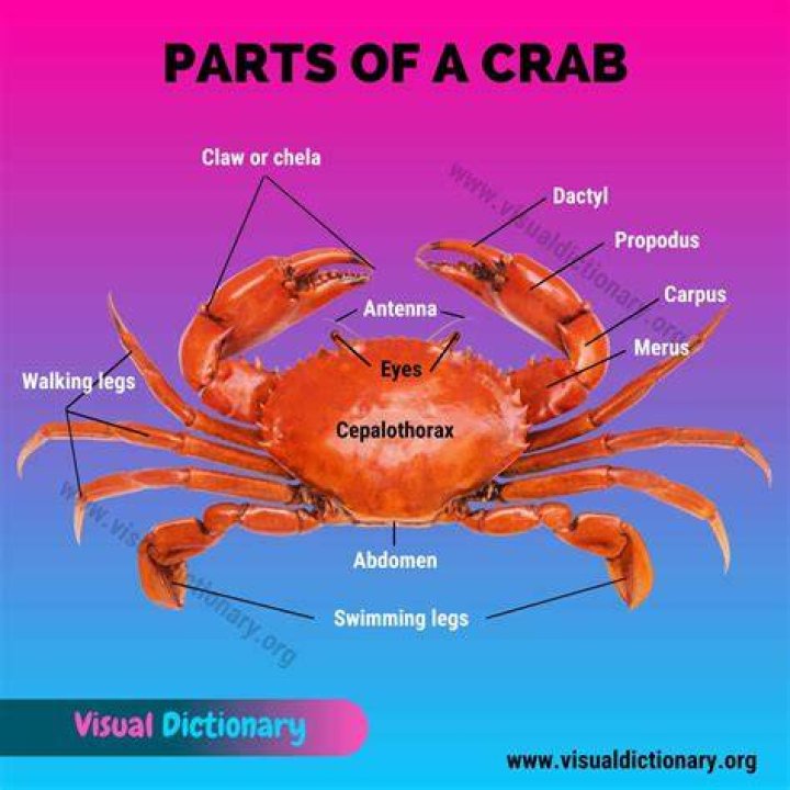 What is crab cartilage?