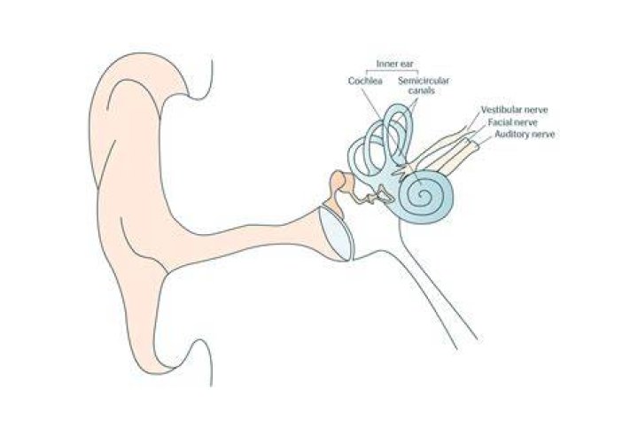 What is meant by Retrocochlear?