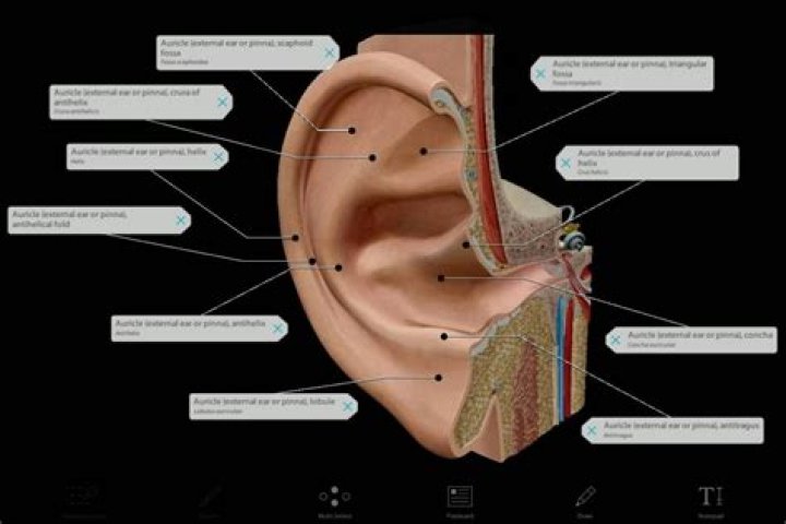What Is Peri-auricular? (TOP 5 Tips)