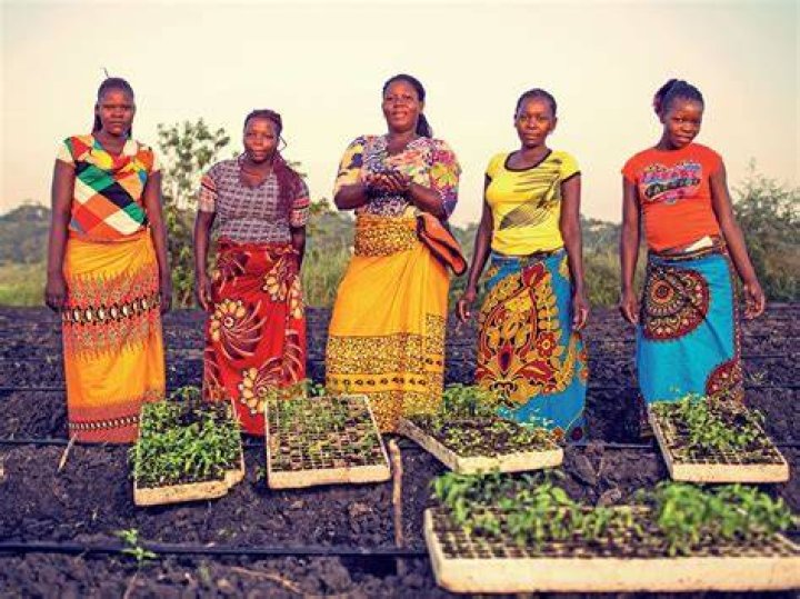 What Is Peri Culture? (Solved)