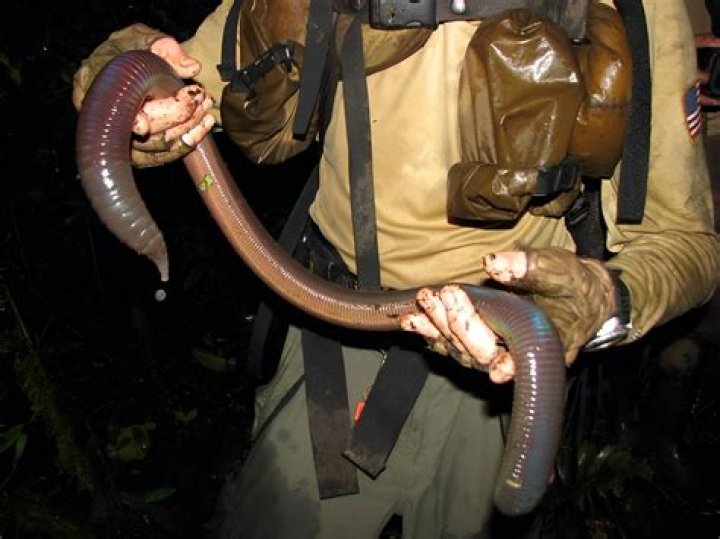What is the biggest worm ever found?