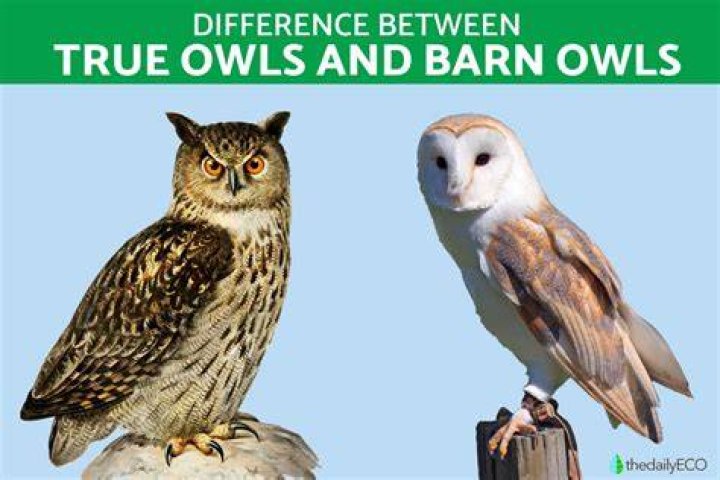 What is the difference between owl and owlet?