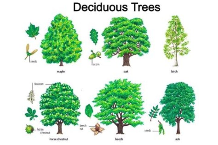 What is the most common deciduous tree in MN?