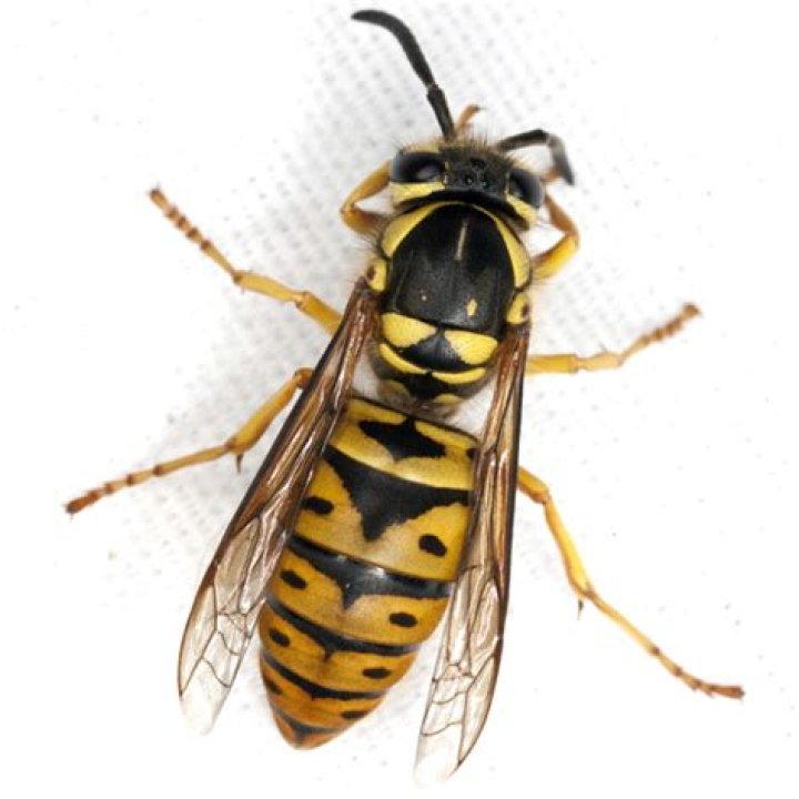 What is yellow jacket scientific name?