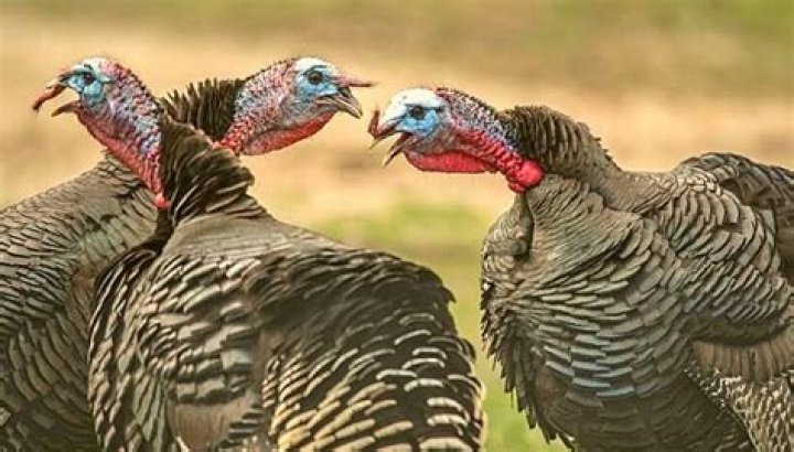 What time do turkeys come off their roost?