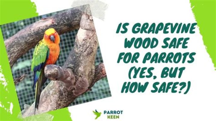 What wood is safe for parrots?