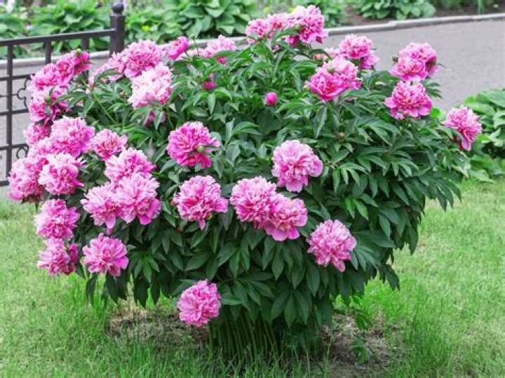 When can you transplant a tree peony?