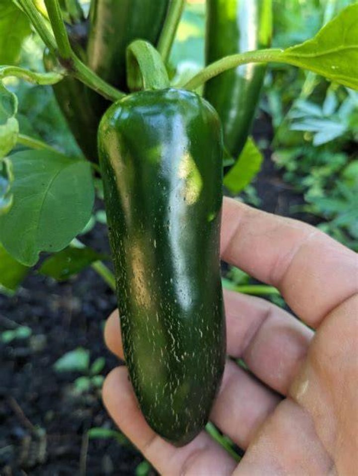 When Do You Pick Sriracha Peppers? (TOP 5 Tips)