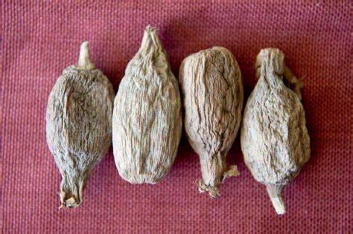 Where does alligator pepper come from?