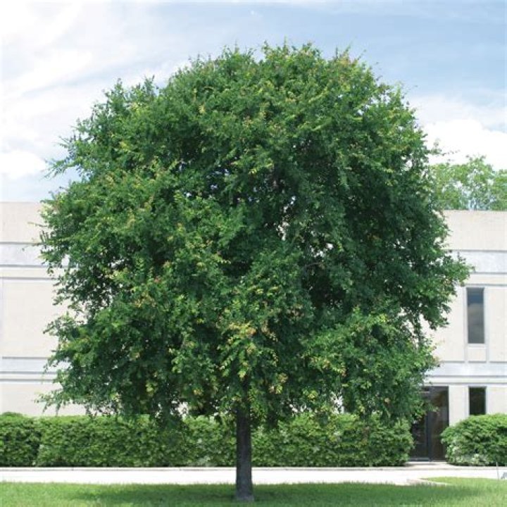 Where does cedar elm grow?