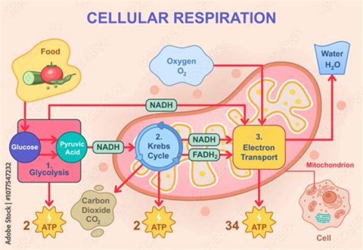 Where does the oxygen contained in glucose ultimately come from?